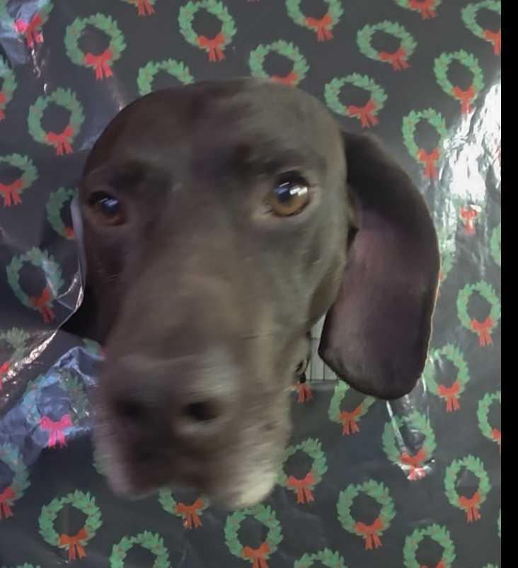 Fletcher, Adoptable, Adult Male German Shorthaired Pointer.