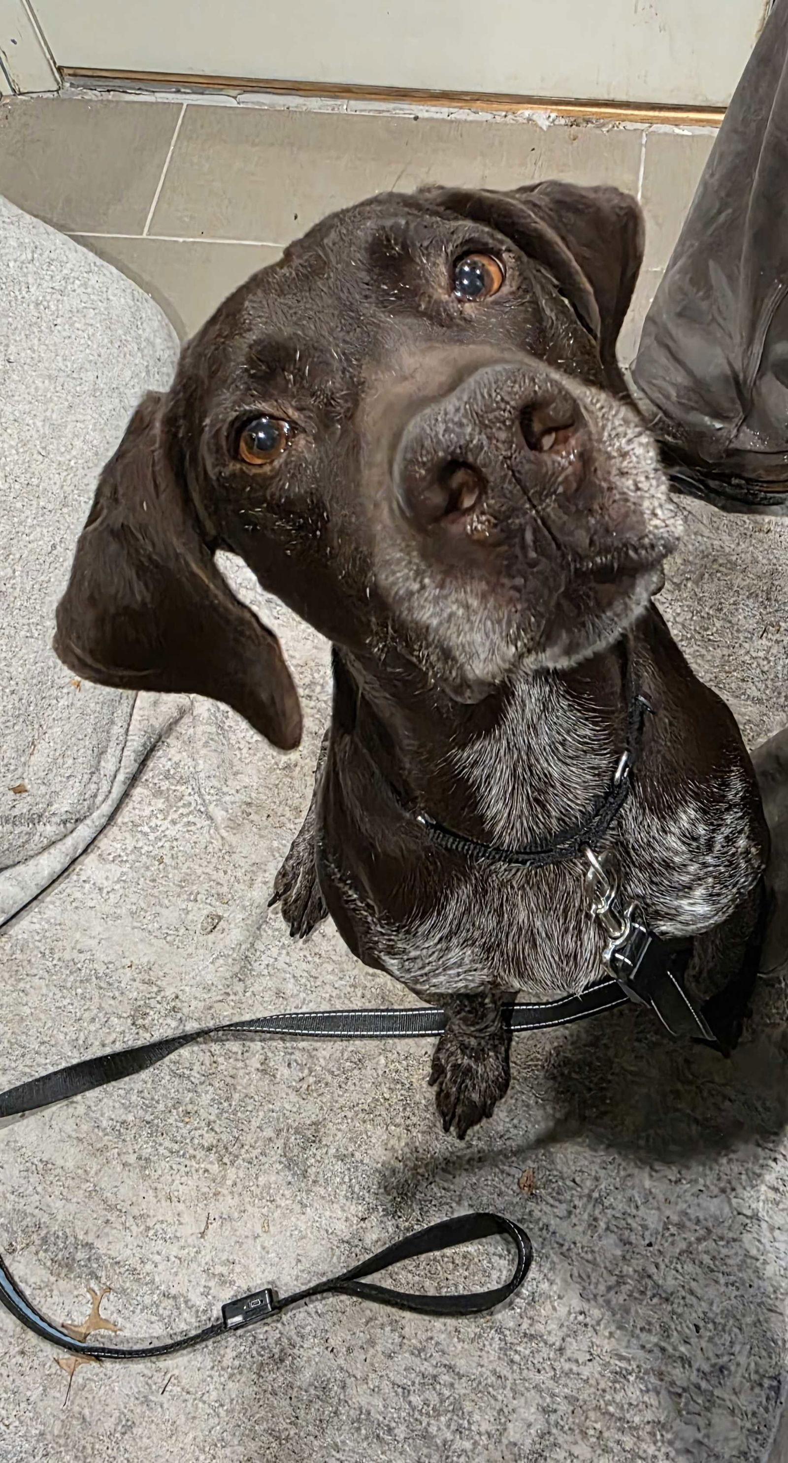 Enlarge Fletcher, a Adoptable German Shorthaired Pointer in Omaha, NE image 2/3