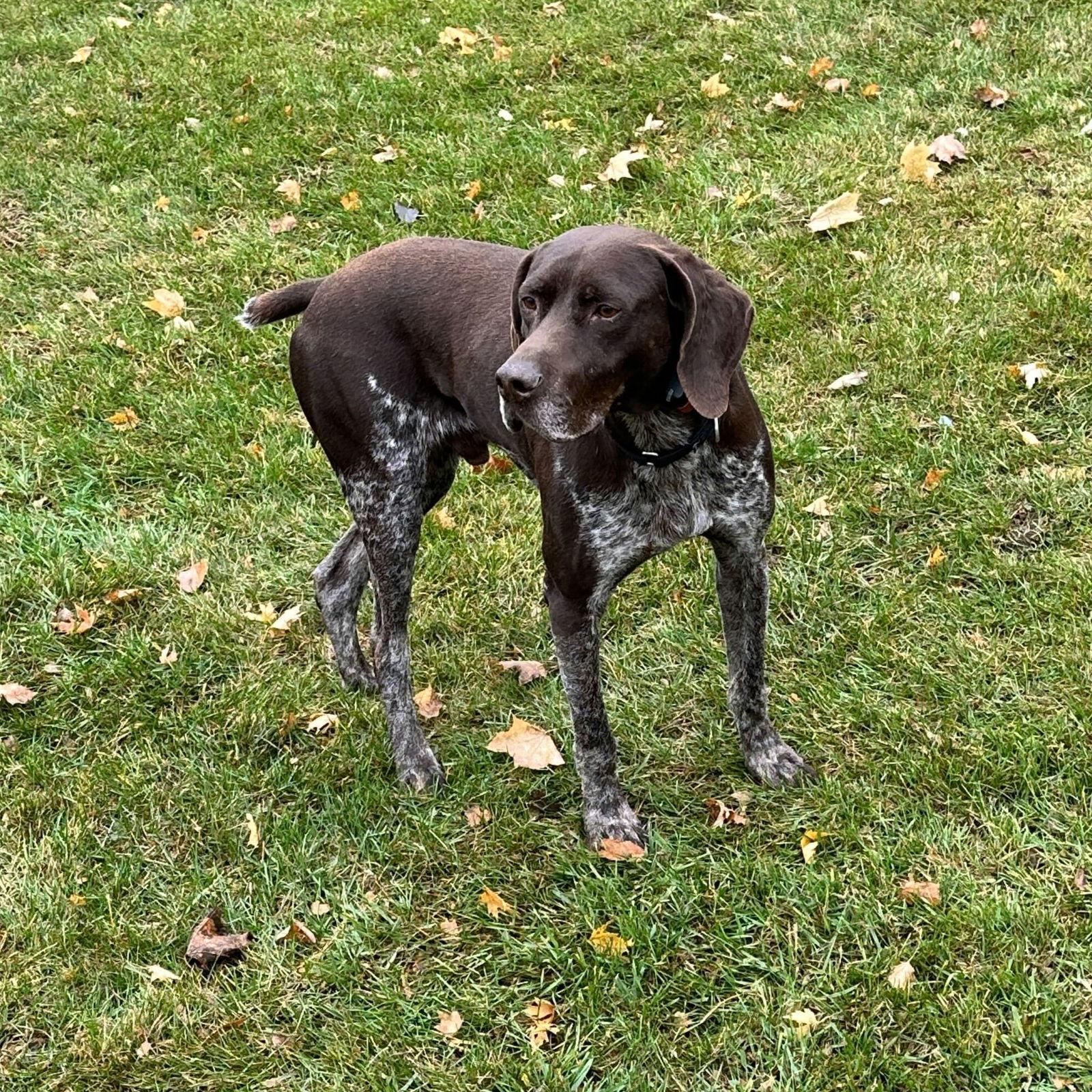 Enlarge Fletcher, a Adoptable German Shorthaired Pointer in Omaha, NE image 3/3