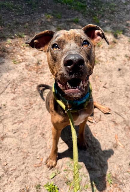 Freya, an adopted Catahoula Leopard Dog in New Smyrna Beach, FL image 2/4