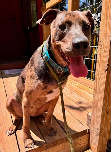 Freya, adopted, Young Female Catahoula Leopard Dog.