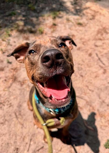Freya, an adopted Catahoula Leopard Dog in New Smyrna Beach, FL image 4/4