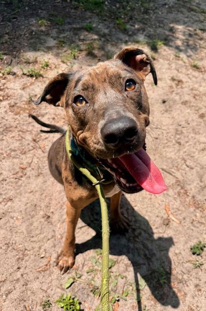 Freya, an adopted Catahoula Leopard Dog in New Smyrna Beach, FL image 3/4