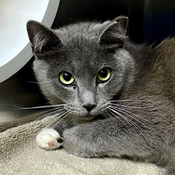 Enlarge Athene, a Adoptable mixed breed in Walnut Creek, CA image 1/1