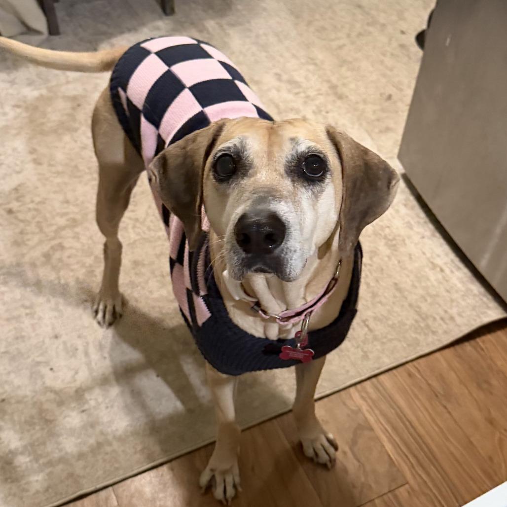 Enlarge Emmabella, a Adoptable Hound in Dallas, TX image 1/6