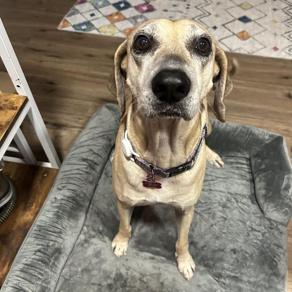 Enlarge Emmabella, a Adoptable Hound in Dallas, TX image 1/6