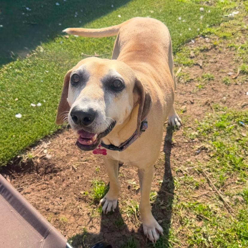 Emmabella, Adoptable, Adult Female Hound.