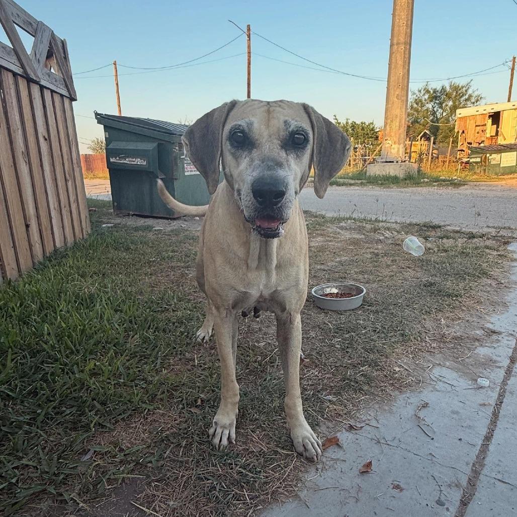 Emmabella, Adoptable, Adult Female Hound.