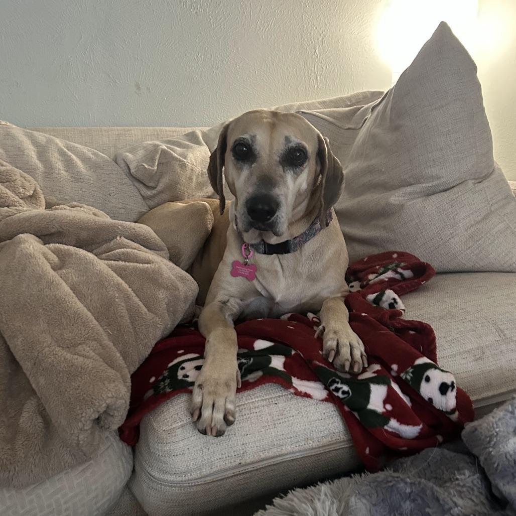 Enlarge Emmabella, a Adoptable Hound in Dallas, TX image 2/6