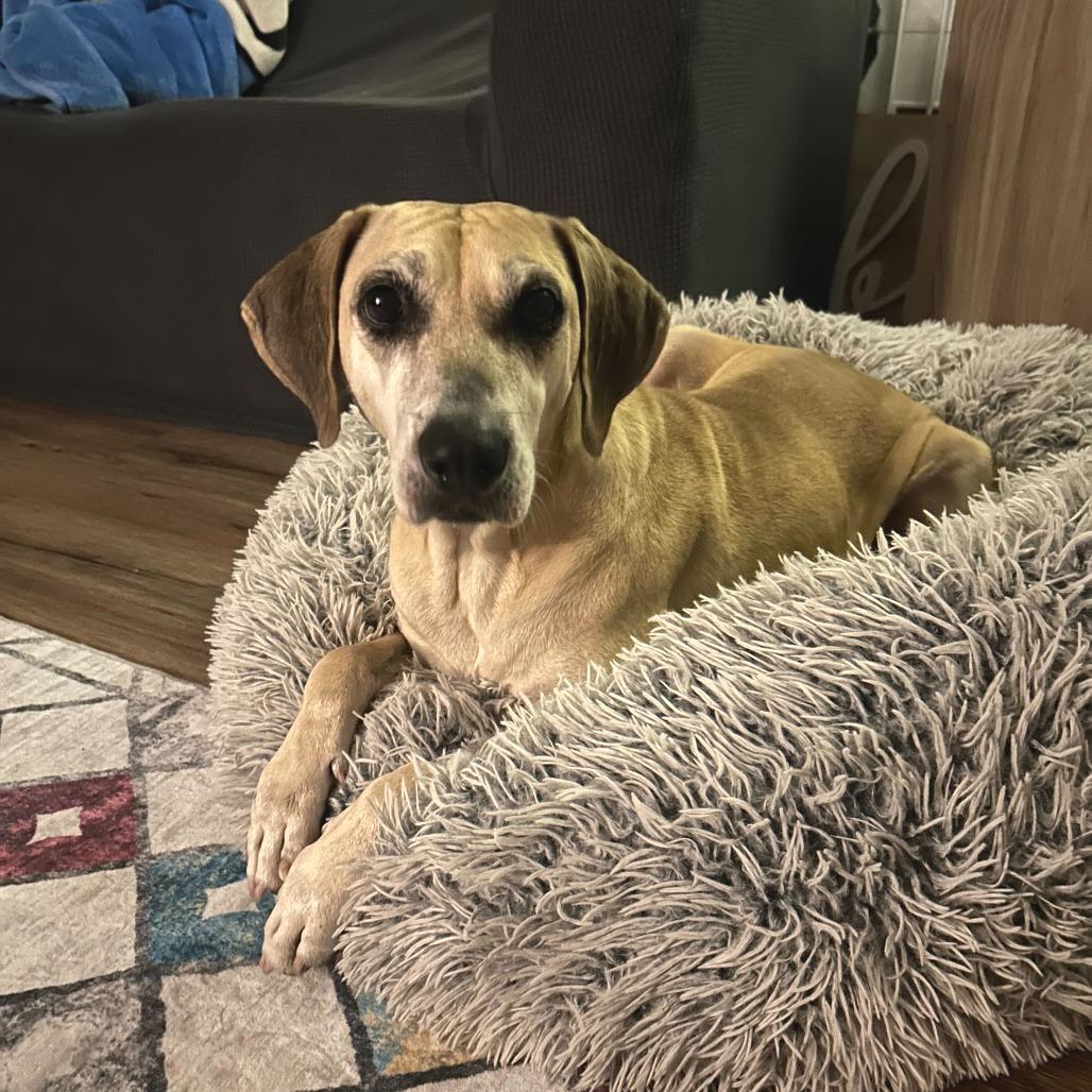 Emmabella, a Adoptable Hound in Dallas, TX image 2/5