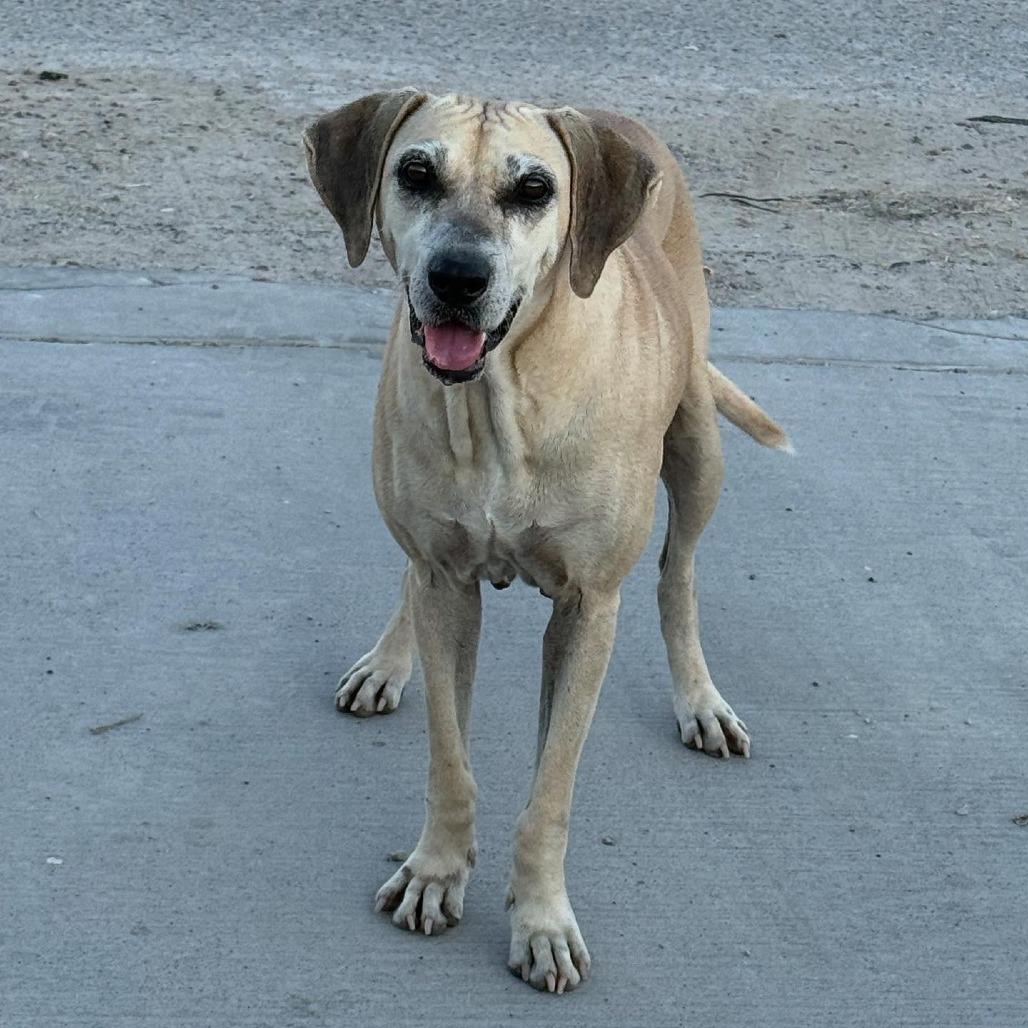 Emmabella, a Adoptable Hound in Dallas, TX image 3/5