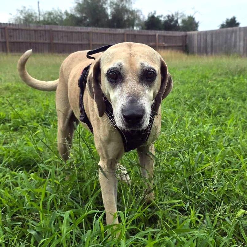 Emmabella, a Adoptable Hound in Dallas, TX image 4/5