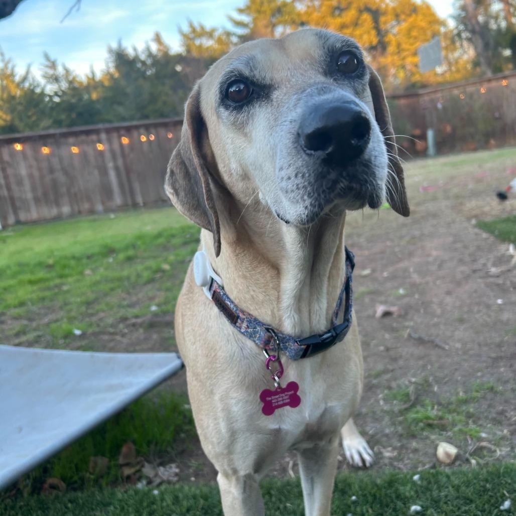 Emmabella, Adoptable, Adult Female Hound.