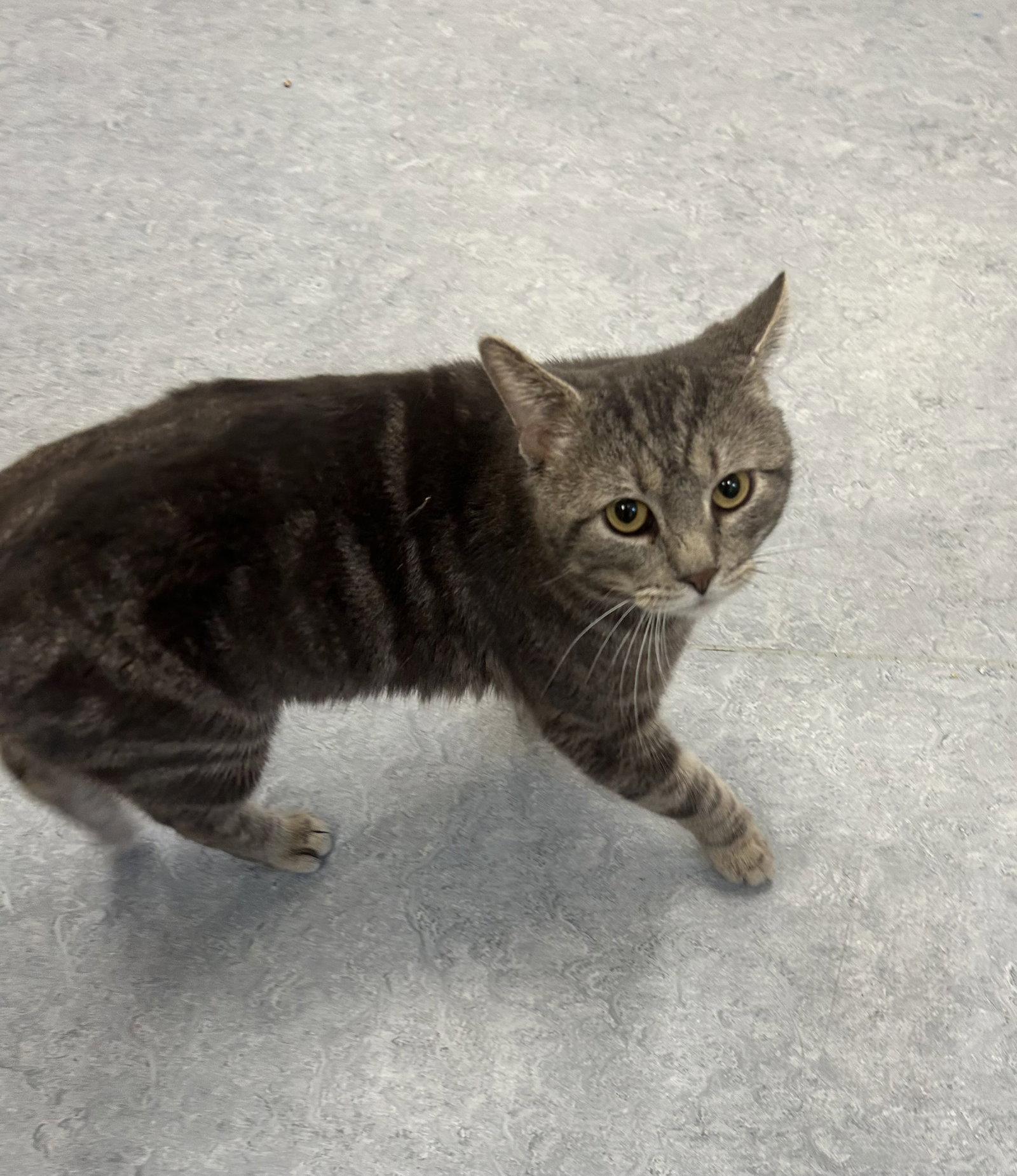 Odin, Adoptable, Adult Male Domestic Short Hair.