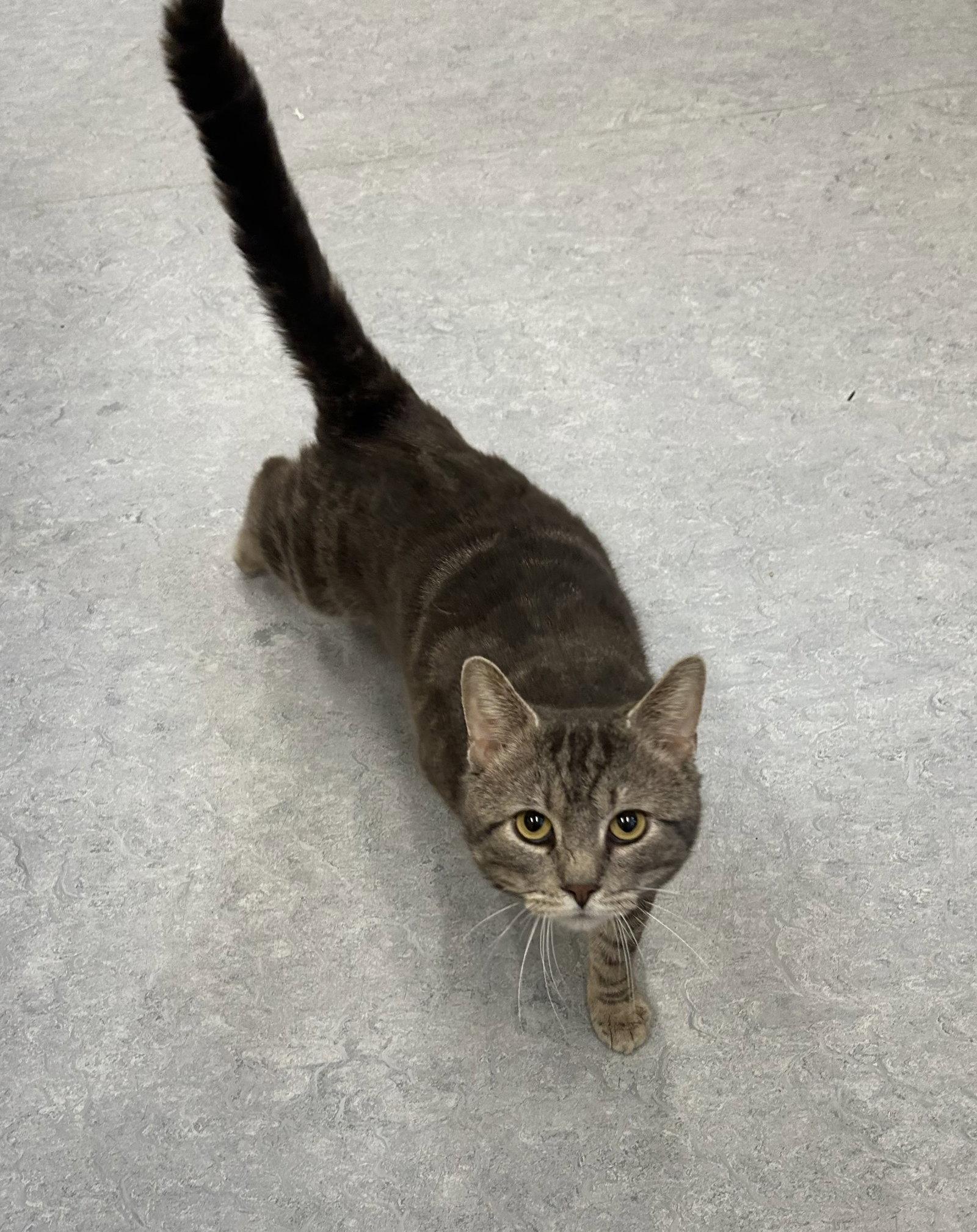 Enlarge Odin, a Adoptable Domestic Short Hair in Arlington, VT image 2/3