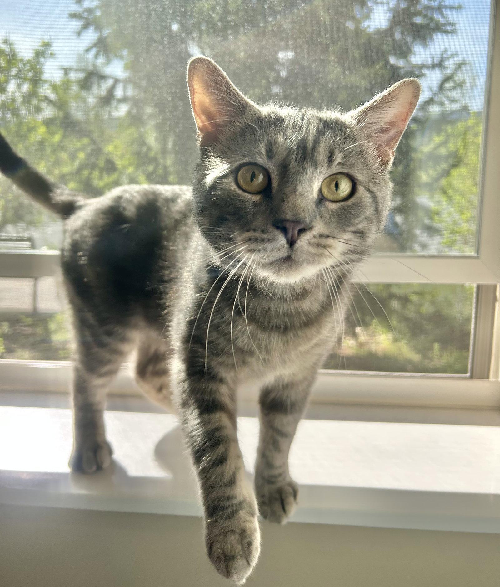 Odin, a Adoptable Domestic Short Hair in Arlington, VT image 2/3
