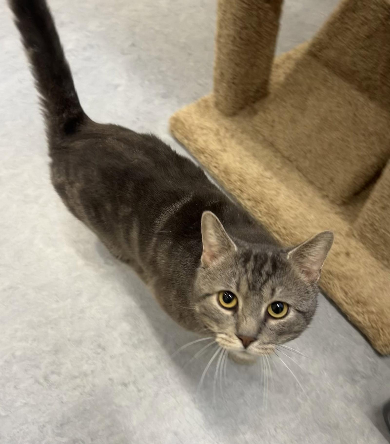 Enlarge Odin, a Adoptable Domestic Short Hair in Arlington, VT image 3/3