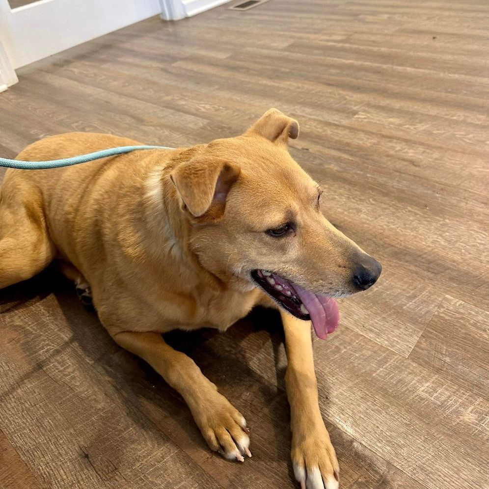 Enlarge Blaise Benson, a Adoptable Labrador Retriever in Roswell, GA image 2/89