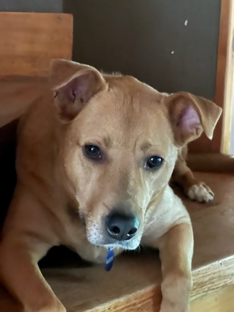 Enlarge Blaise Benson, a Adoptable Labrador Retriever in Roswell, GA image 3/89