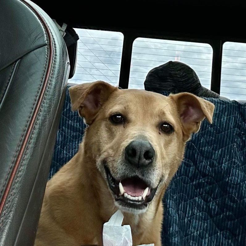 Enlarge Blaise Benson, a Adoptable Labrador Retriever in Roswell, GA image 6/89