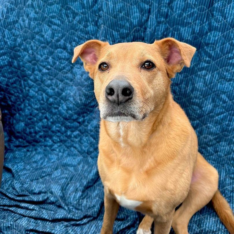 Enlarge Blaise Benson, a Adoptable Labrador Retriever in Roswell, GA image 8/89