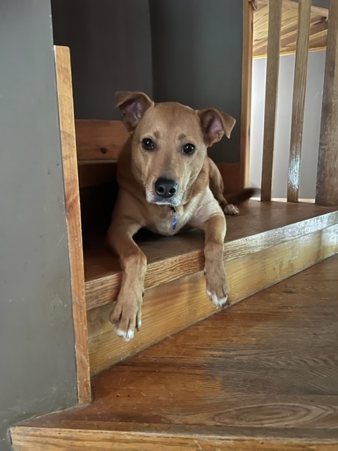 Enlarge Blaise Benson, a Adoptable Labrador Retriever in Roswell, GA image 9/89