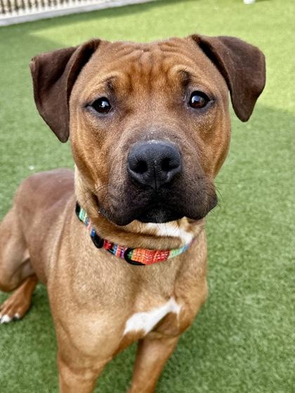 Four Cheese Meatball, a Adoptable mixed breed in Wichita, KS image 1/3