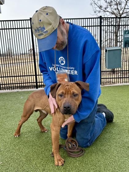 Four Cheese Meatball, a Adoptable mixed breed in Wichita, KS image 3/3