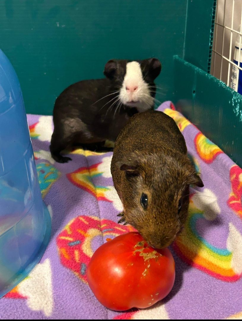 Pepe, Brady, and Brownie photo 3