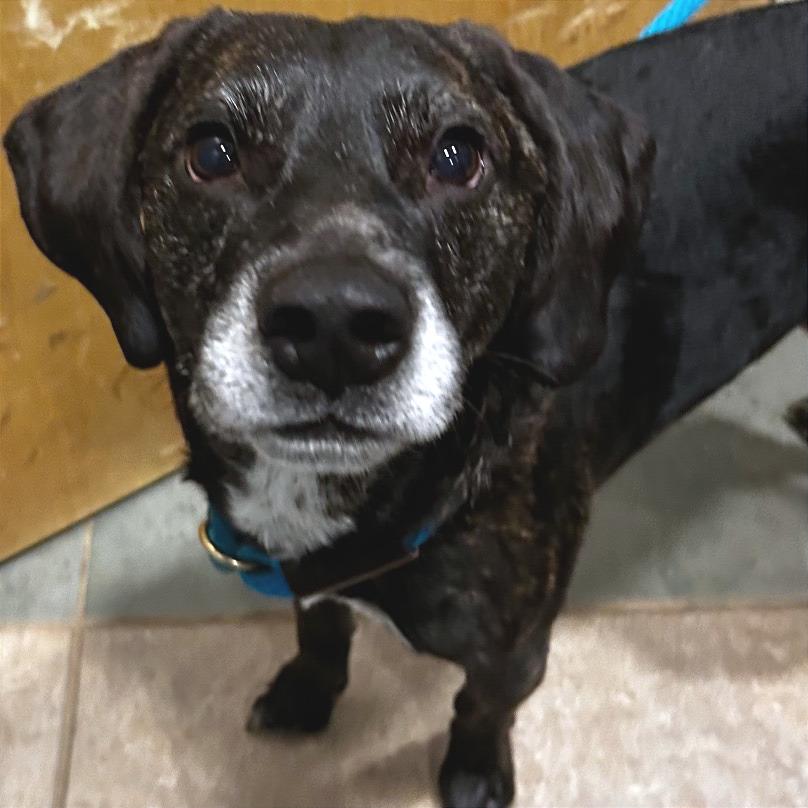 Derek, Adoptable, Senior Male Mixed Breed.
