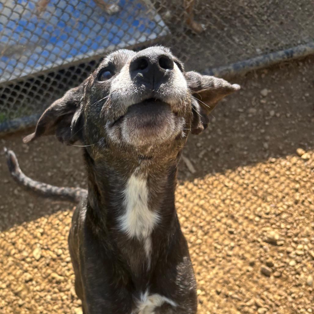 Enlarge Derek, a Adoptable Mixed Breed in Chattanooga, TN image 2/5