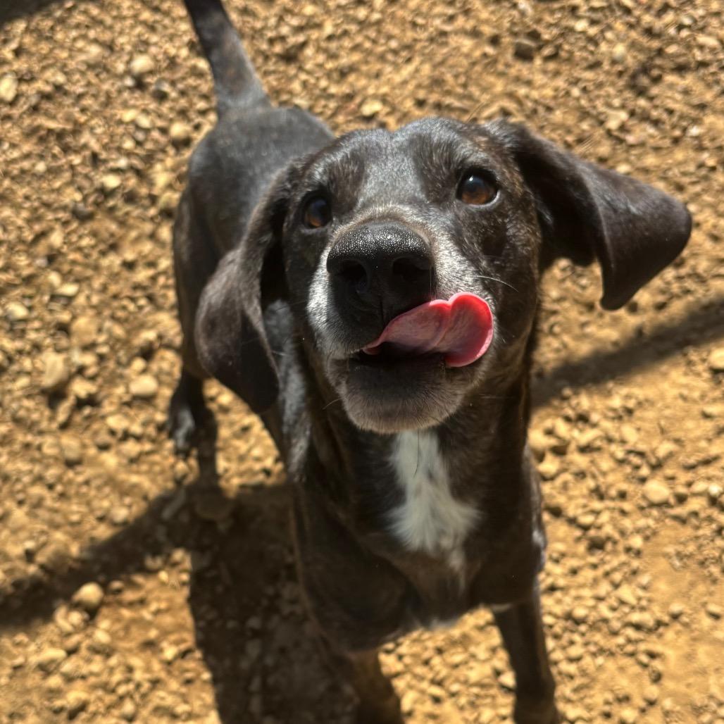 Enlarge Derek, a Adoptable Mixed Breed in Chattanooga, TN image 3/5