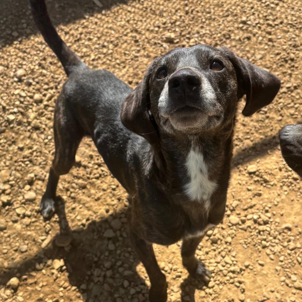 Enlarge Derek, a Adoptable Mixed Breed in Chattanooga, TN image 4/5