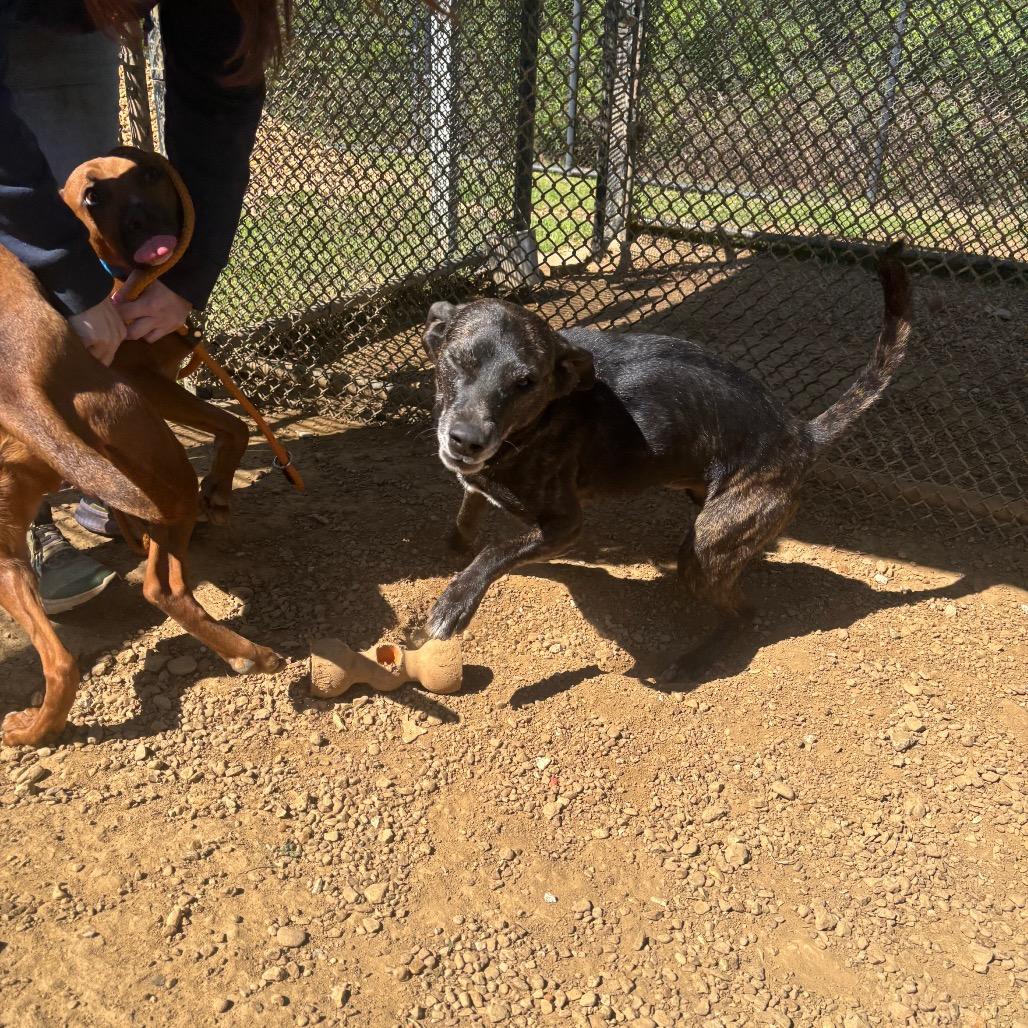 Enlarge Derek, a Adoptable Mixed Breed in Chattanooga, TN image 5/5