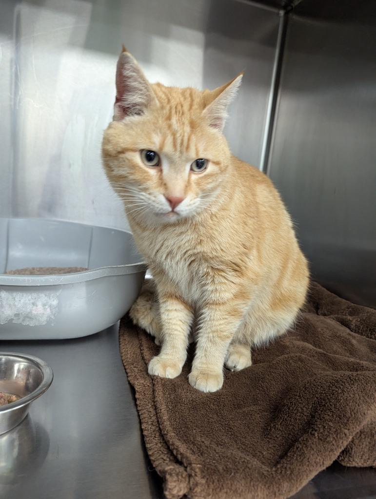 Sydney, Adoptable, Adult Male Domestic Short Hair.