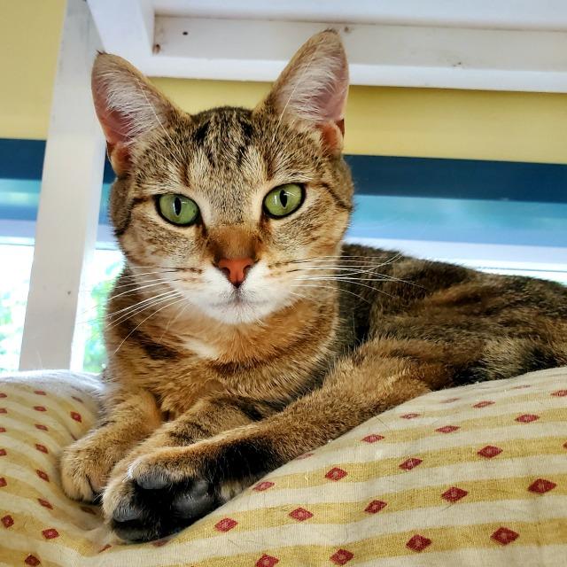 Marie Osborn, a Adoptable mixed breed in Syracuse, IN image 2/3