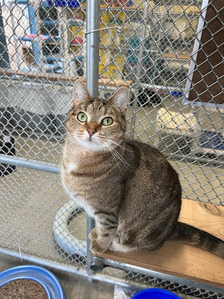 Enlarge Marie Osborn, a Adoptable mixed breed in Syracuse, IN image 2/3