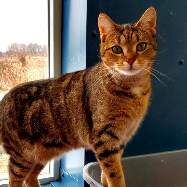 Enlarge Marie Osborn, a Adoptable mixed breed in Syracuse, IN image 3/3