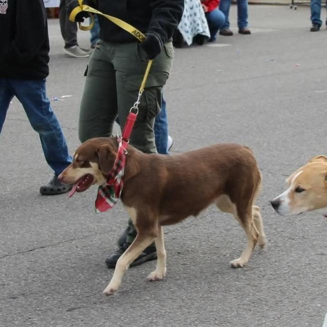 Daisy, Adoptable, Adult Female Shepherd & Mixed Breed.