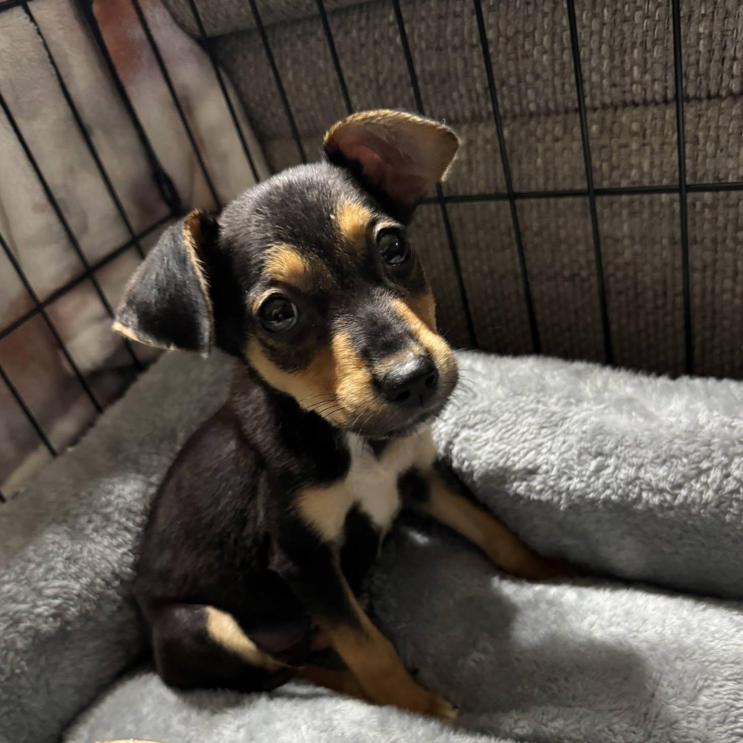 Enlarge Tiny, a Adoptable mixed breed in Waxhaw, NC image 2/3