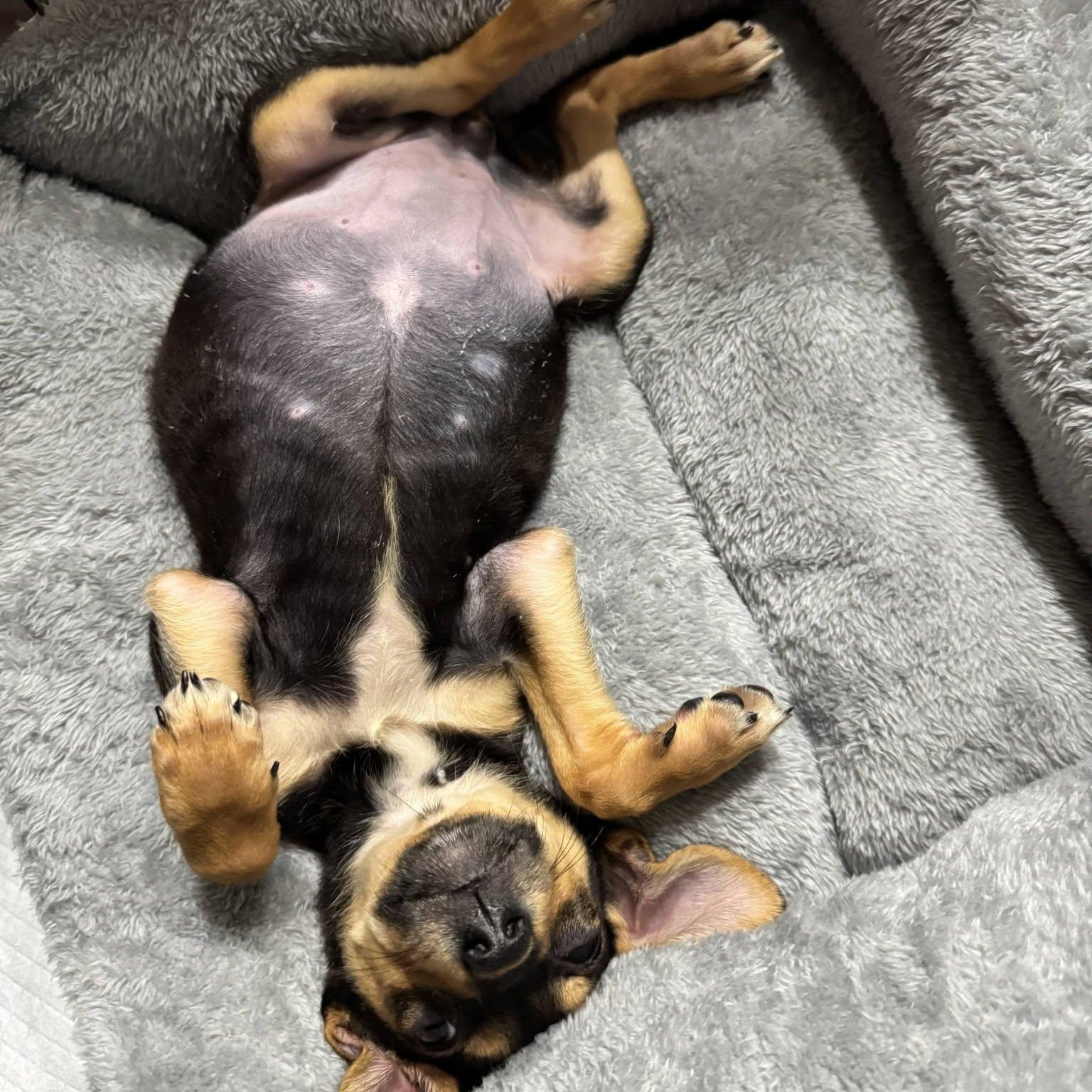 Enlarge Tiny, a Adoptable mixed breed in Waxhaw, NC image 3/3