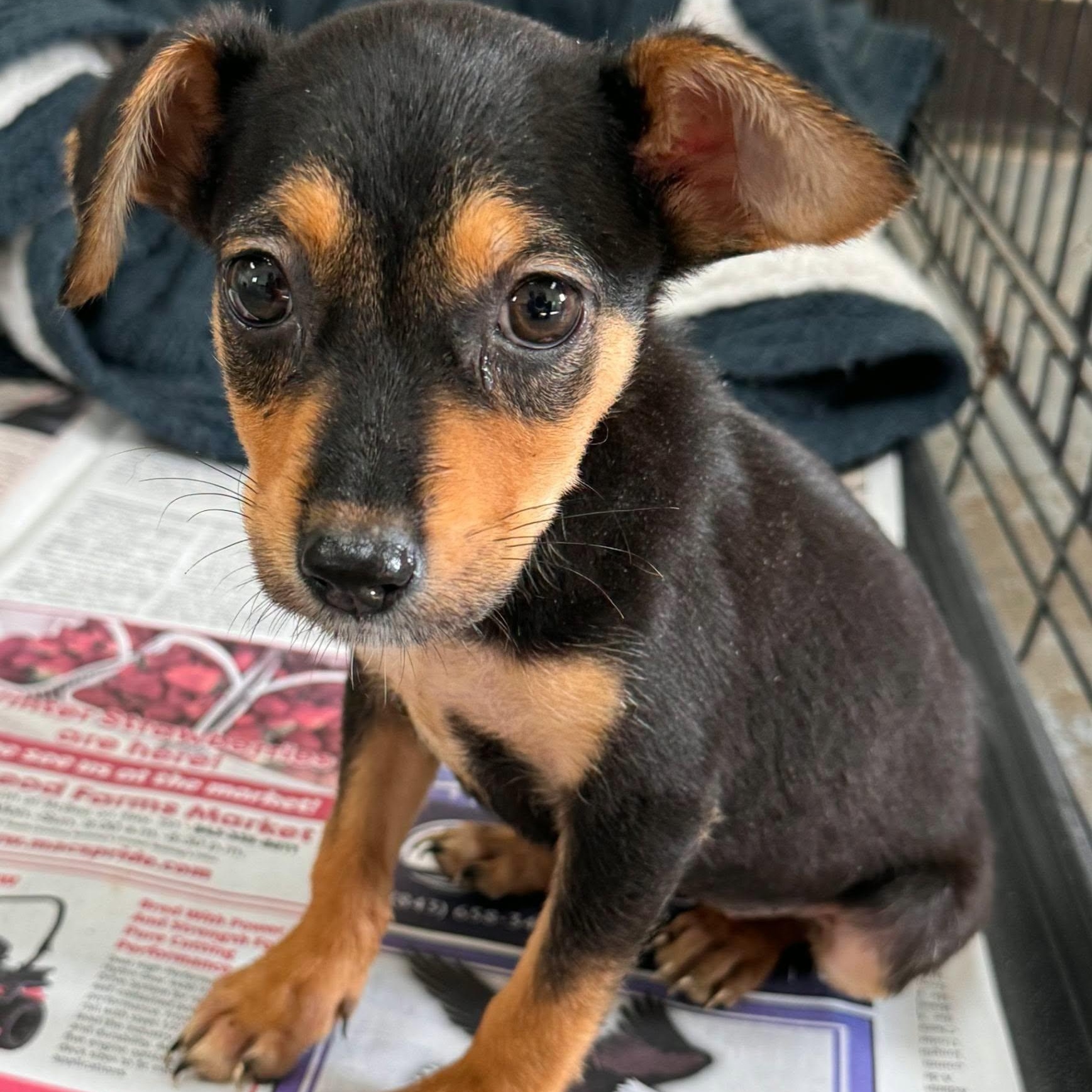 Enlarge Tiny, a Adoptable mixed breed in Waxhaw, NC image 1/3