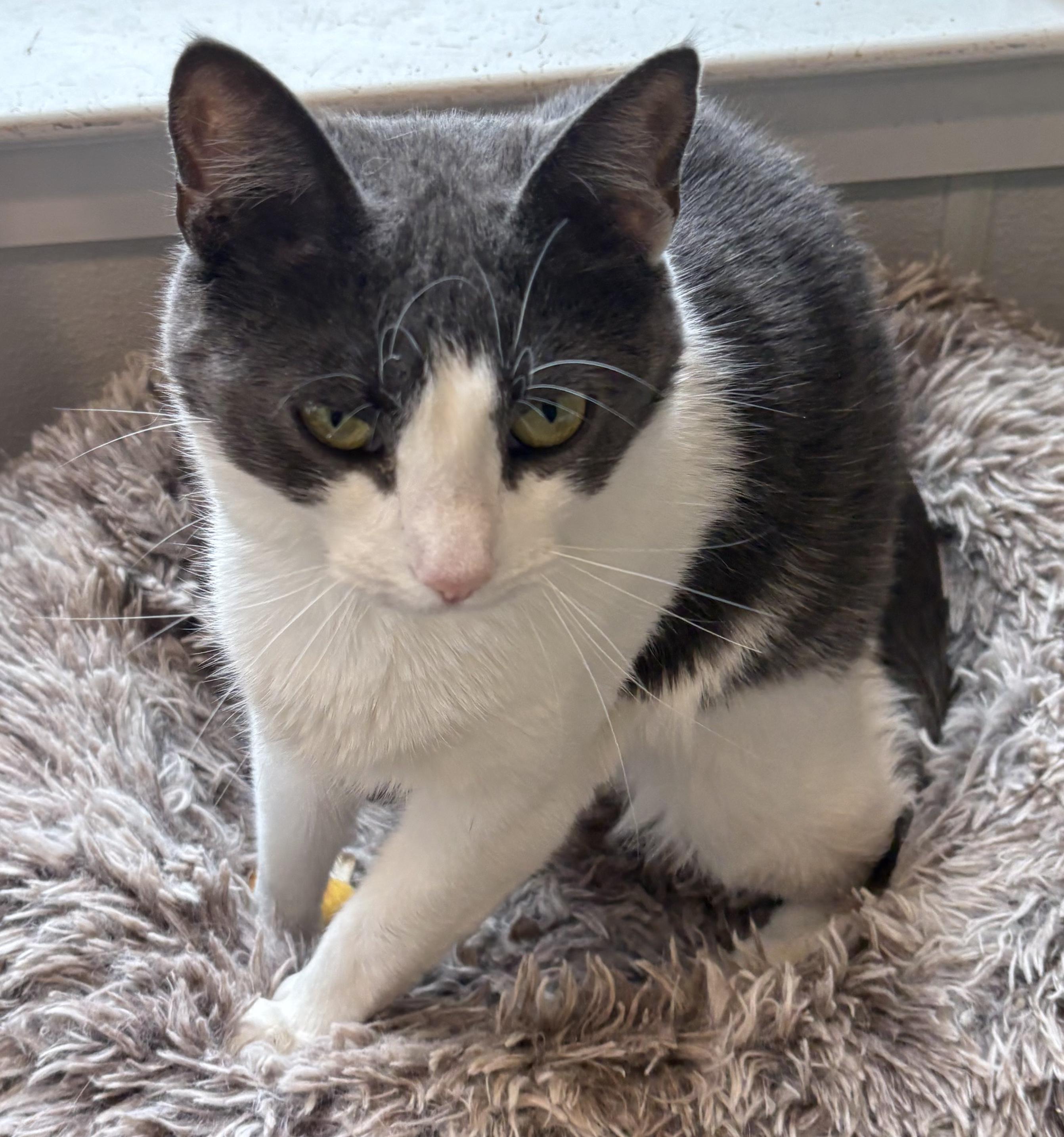 Sugar, adopted, Adult Female Tuxedo.