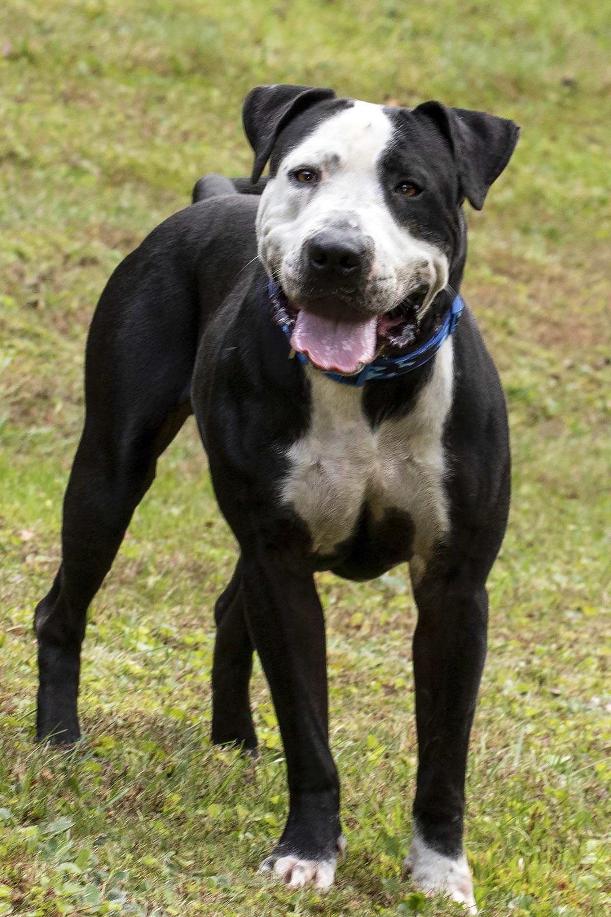 Enlarge Thor, a Adoptable mixed breed in Cashiers, NC image 1/5