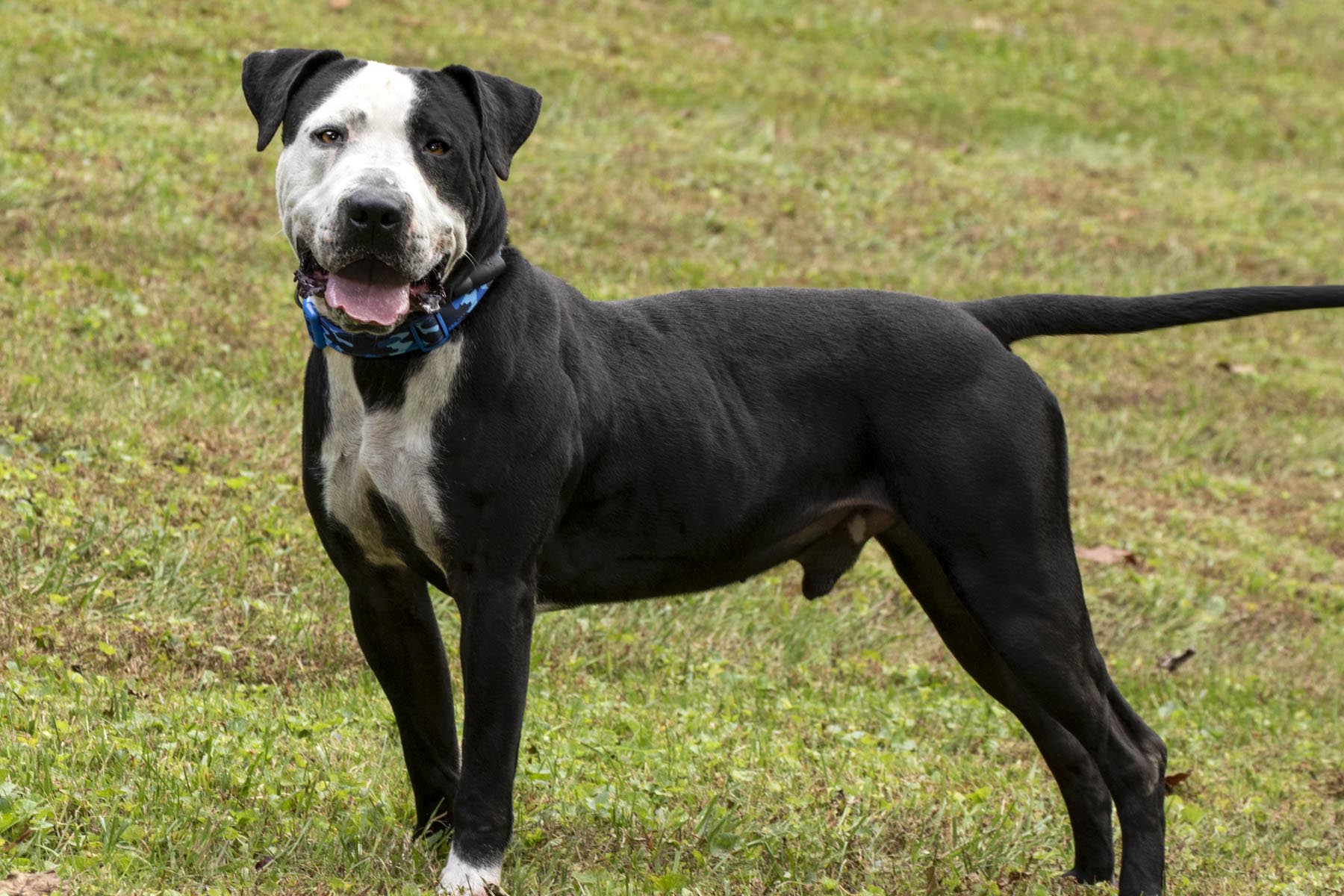Enlarge Thor, a Adoptable mixed breed in Cashiers, NC image 2/5