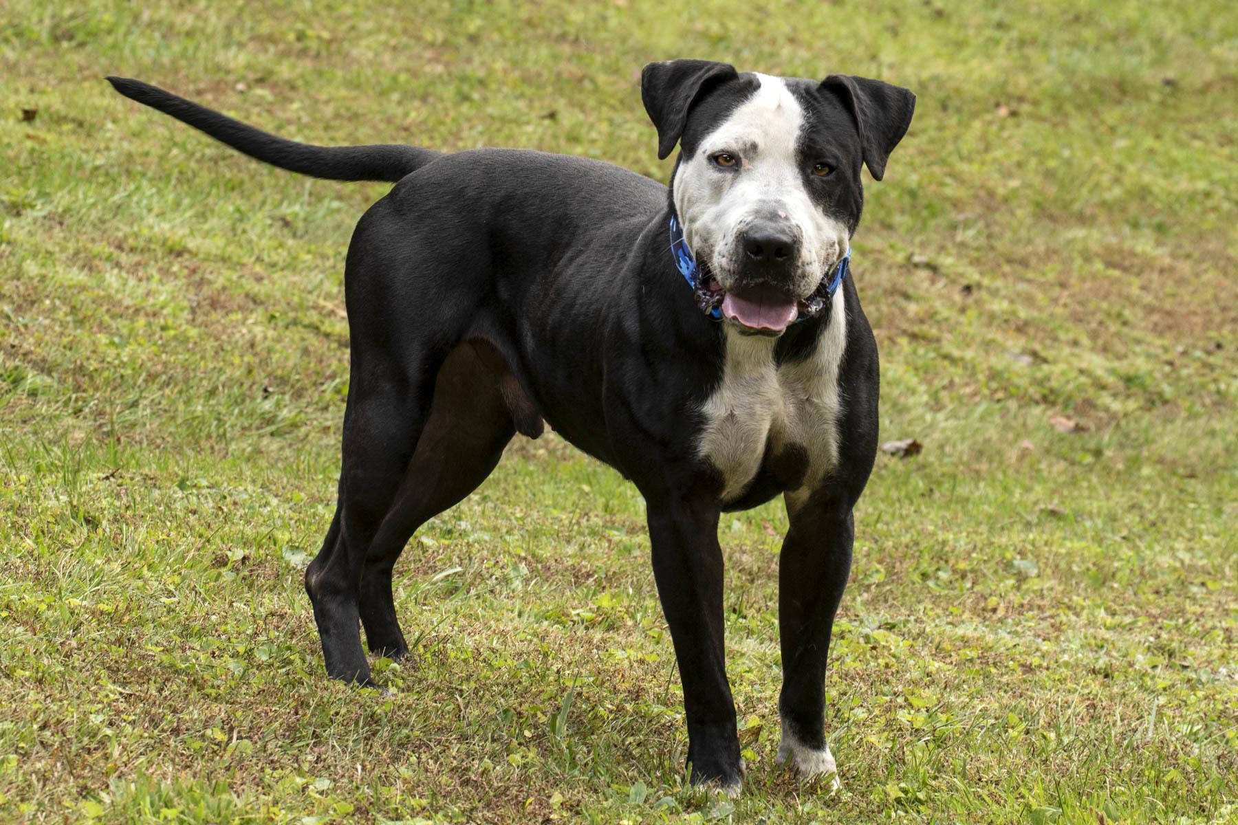 Enlarge Thor, a Adoptable mixed breed in Cashiers, NC image 3/5