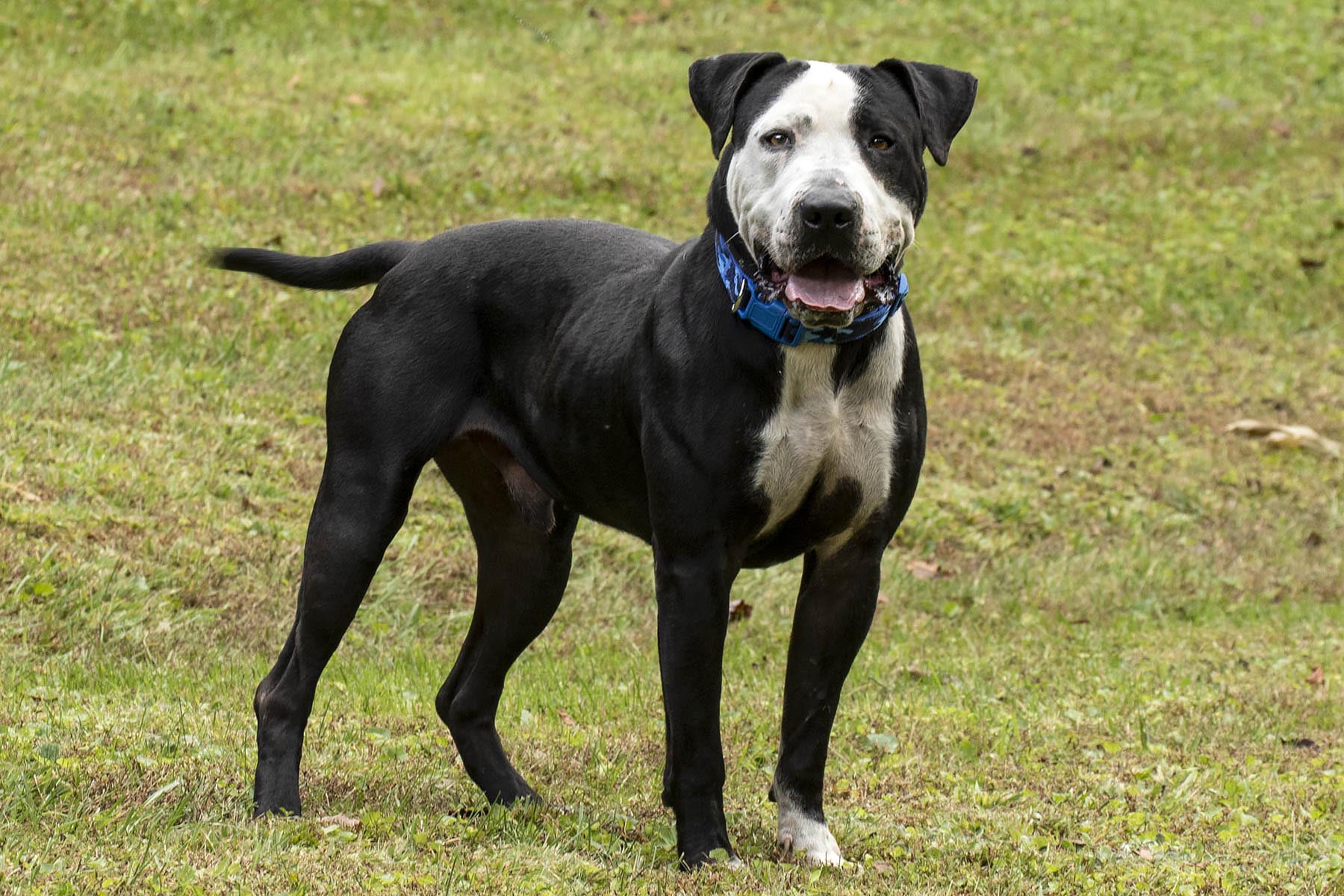 Enlarge Thor, a Adoptable mixed breed in Cashiers, NC image 4/5