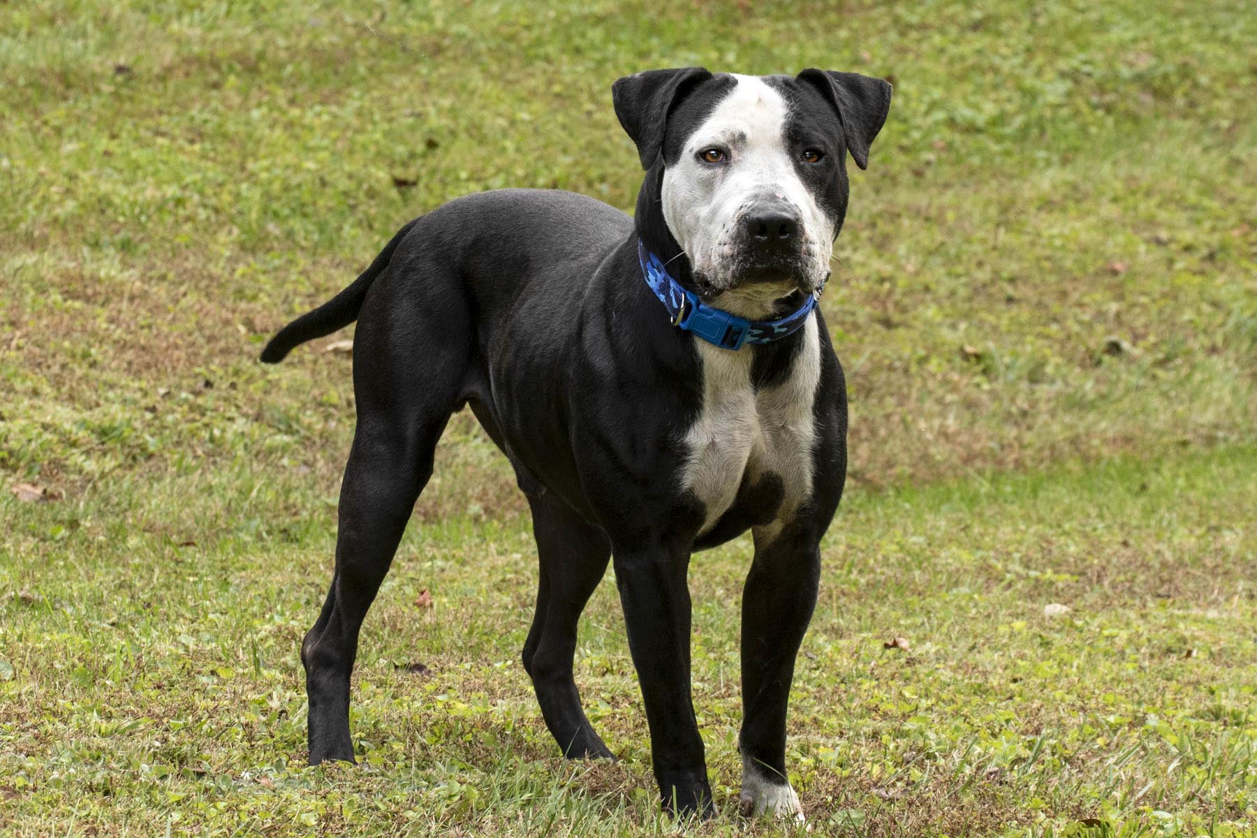 Thor, Adoptable, Adult Male American Staffordshire Terrier.