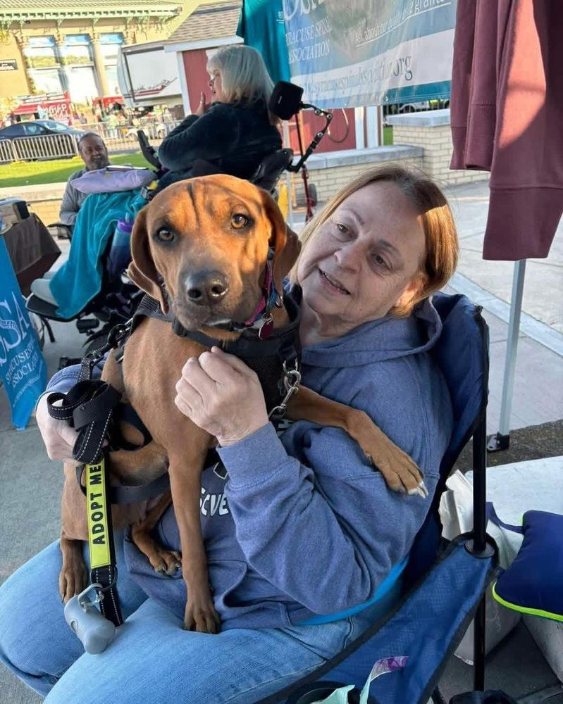 Enlarge Moira, a Adoptable mixed breed in Syracuse, NY image 1/6