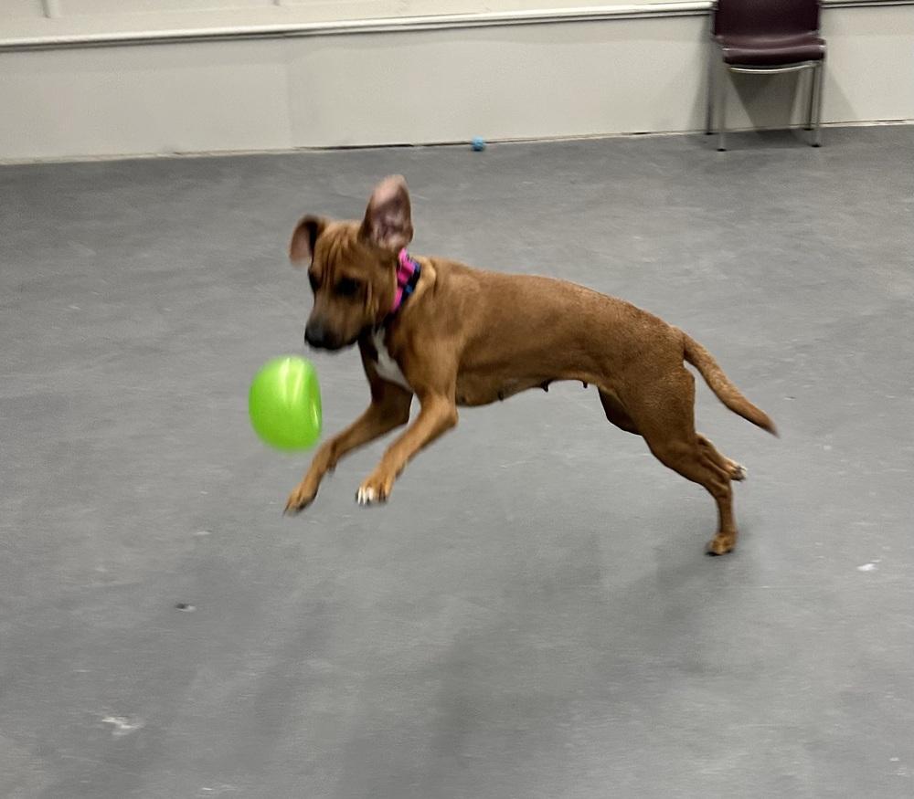 Moira, Adoptable, Adult Female Redbone Coonhound.